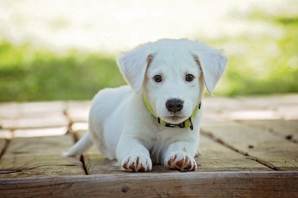 Comment choisir son chien ?