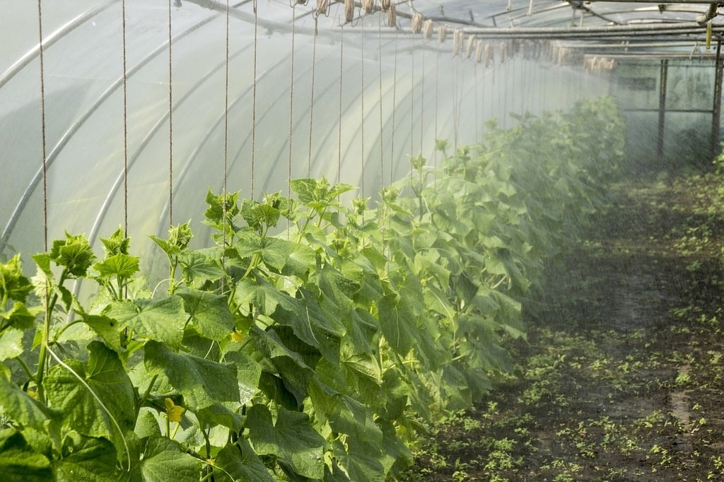 Créer un jardin durable : écologie et biodiversité