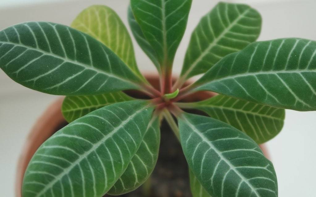 Pourquoi décorer son intérieur avec des plantes artificielles ?