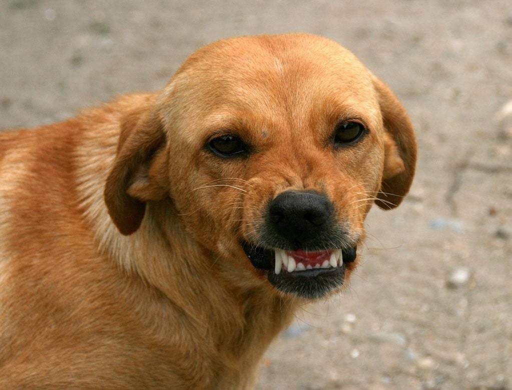 Réglementation et responsabilités autour de certains chiens